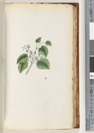 Pagina 88. Pianta non identificata da Unknown artist
