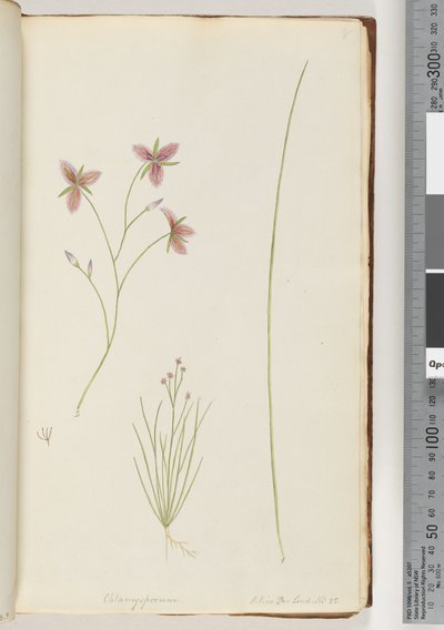 Pagina 8. Chlamysporum Sal. in Par Lond. No. 35 da Unknown artist