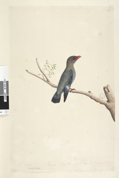 Pagina 8. Coraciae da Unknown artist