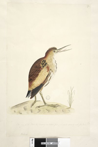 Pagina 90. Ardea. lungo il bordo inferiore in altra mano la dimensione dell