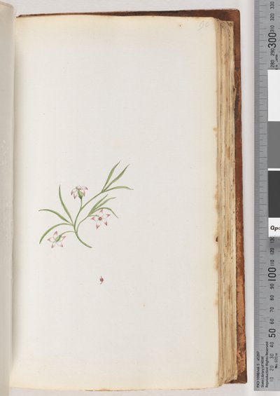 Pagina 90. Pianta non identificata da Unknown artist