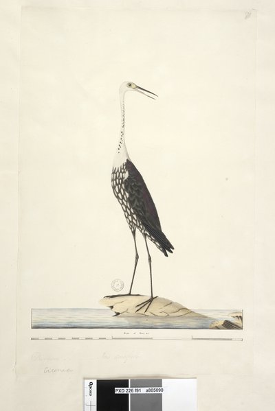Ciconia. Airone dal collo bianco Ardea pacifica da Unknown artist