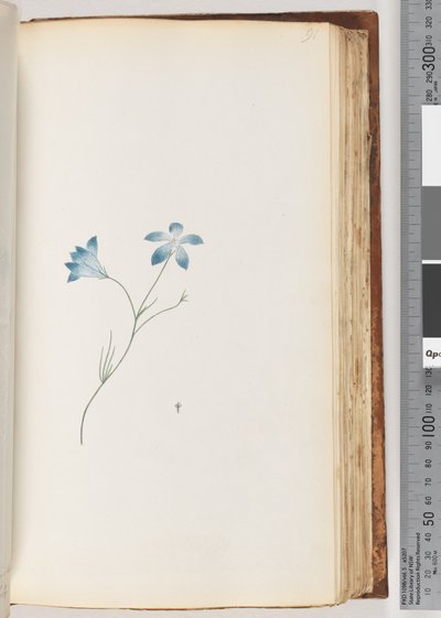 Pagina 91. Pianta non identificata da Unknown artist