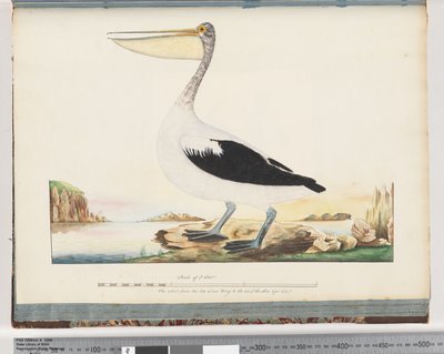 Pellicano australiano da Unknown artist