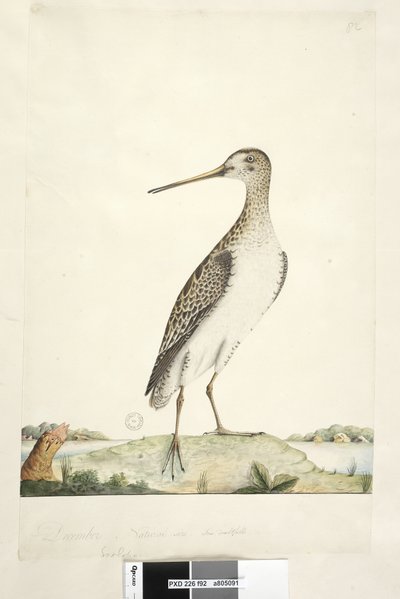 Pagina 92. Gallinago hardwicki, 1791-92 da Unknown artist