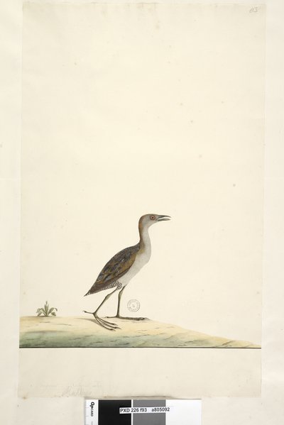 Rallus. Schiribilla Porzana pusilla da Unknown artist