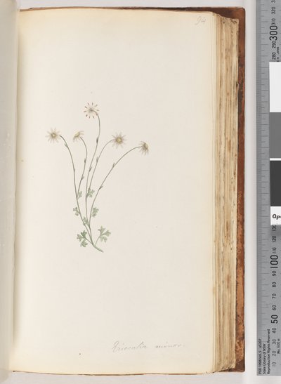 Pagina 94. Eriocalia minor da Unknown artist