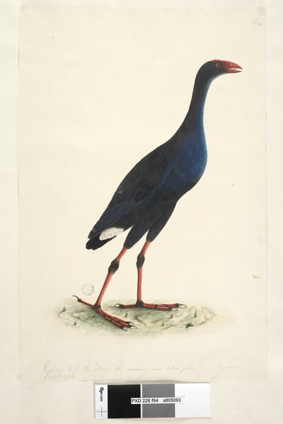 Pagina 94. Porphyrio porphyrio Porphyrio melanotus, 1791-92 da Unknown artist