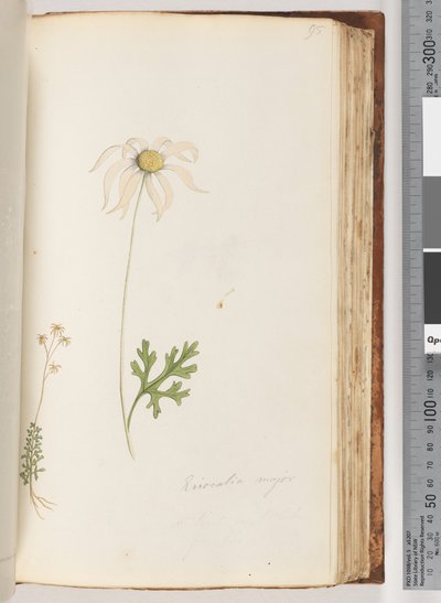 Pagina 95. Eriocalia major da Unknown artist