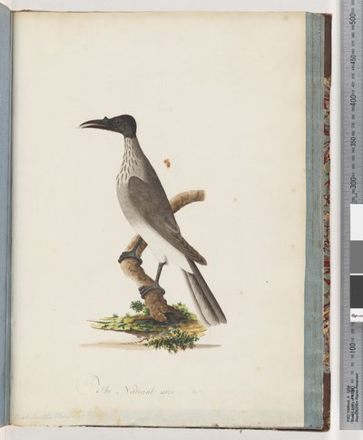 Pagina 95. Uccello Frate Rumoroso. Miele con Manopola Frontale da Unknown artist