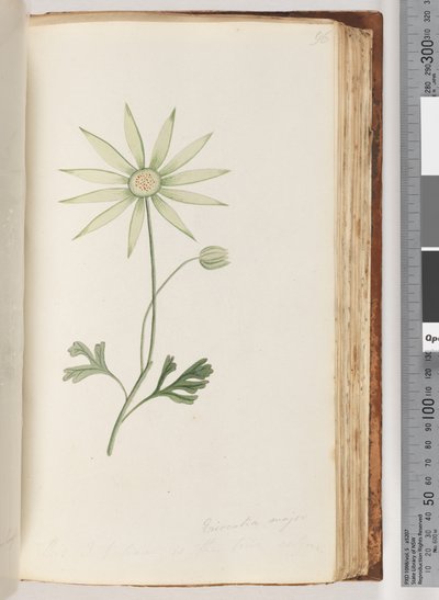 Pagina 96. Eriocalia major da Unknown artist