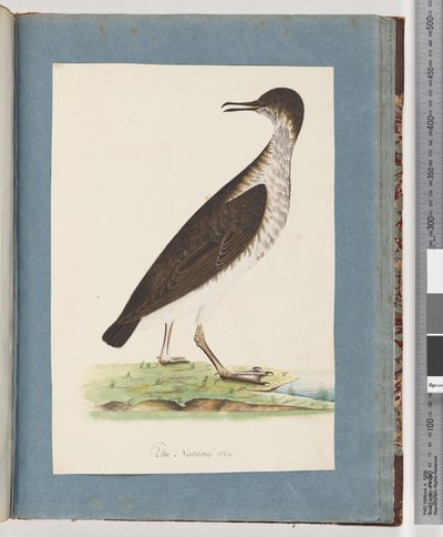 Pagina 96. Uccello non identificato da Unknown artist
