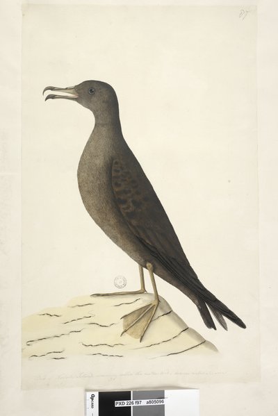 Pagina 97. Uccello dell