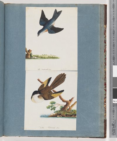 Pagina 97. Uccelli non identificati da Unknown artist