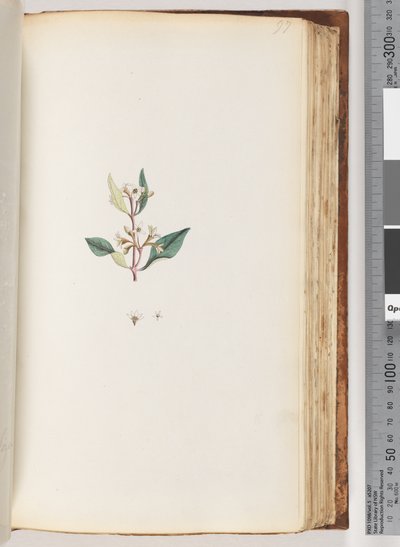 Pagina 97. Pianta non identificata da Unknown artist
