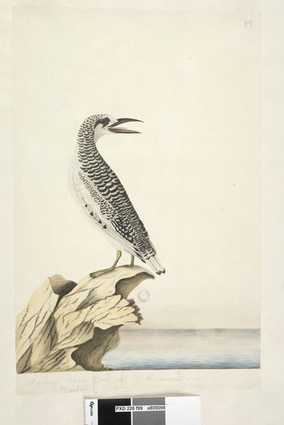 Pagina 99. Phaeton da Unknown artist