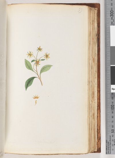 Pagina 99. Pianta non identificata da Unknown artist