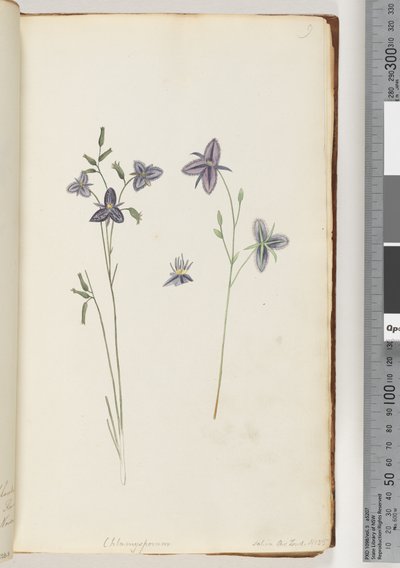 Pagina 9. Chlamysporum Sal. in Par Lond. No. 35 da Unknown artist