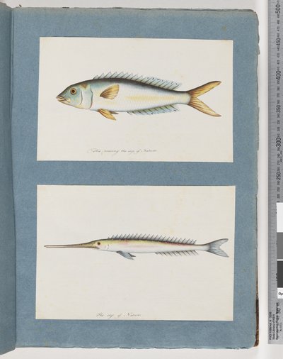 Pesce non identificato da Unknown artist