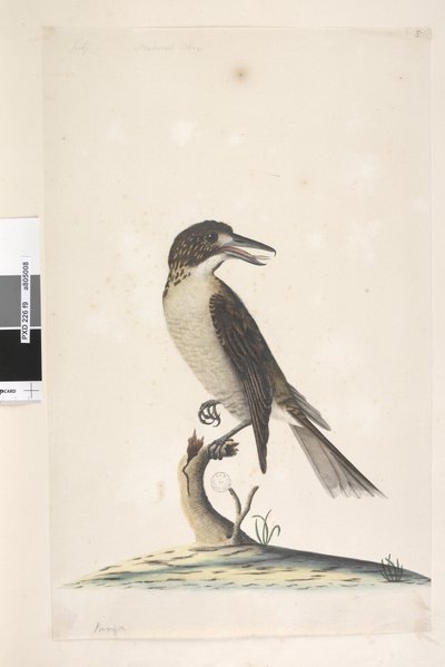 Pagina 9. Vanga. in alto a sinistra in altra mano luglio, dimensione naturale. Uccello macellaio grigio Cractius torquatus femmina, 1791-92 da Unknown artist
