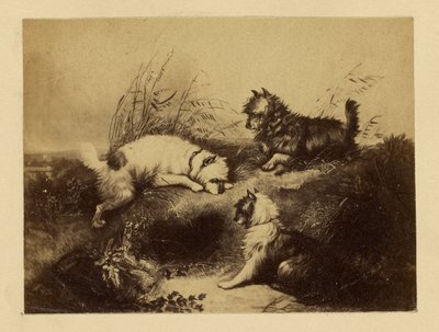 [Dipinto di cani di Charles Tomkins] da Unknown artist