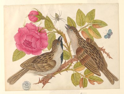 Coppia di uccelli marroni su stelo di rosa con farfalla e ragno da Unknown artist