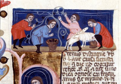 Raccolta di frutta e mungitura del latte di pecora. Manoscritto del XIV secolo da Unknown artist