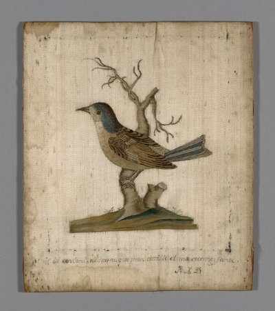 Immagine di un uccello da Unknown artist