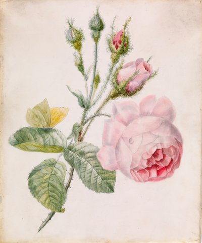 Rosa rosa e farfalla gialla da Unknown artist