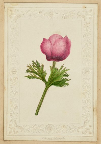[Biglietto da visita con fiori rosa] da Unknown artist
