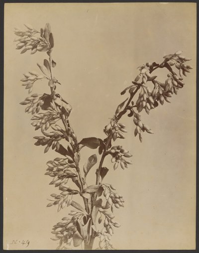 [Pianta con grappoli di baccelli] da Unknown artist