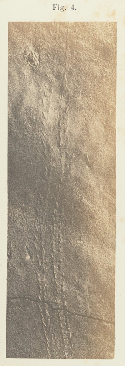 Piastra 41. Figura 4 da Unknown artist
