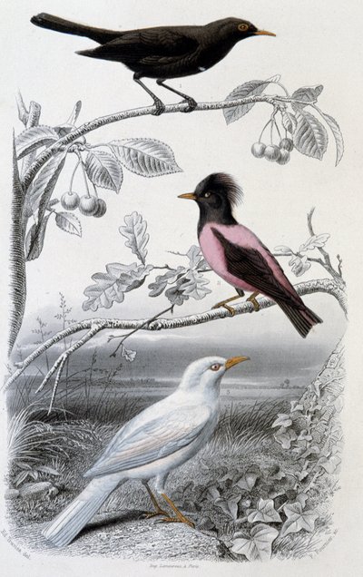 Tavola di storia naturale: Merlo, merlo bianco e merlo rosa - in "Oeuvres de Buffon", ed. Furne Jouvet & cie, Parigi da Unknown artist