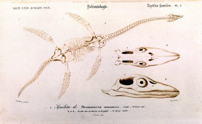 Plesiosauro dal Dizionario Universale di Storia Naturale da Unknown artist