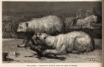 Orsi polari sul pack, che battono una foca appena catturata. Incisione per illustrare il viaggio al mare libero del polo artico, del Dottor Hayes, chirurgo della Marina degli Stati Uniti, nel 1860-1862, pubblicata in "Le tour du monde, nouveau journal des  da Unknown artist