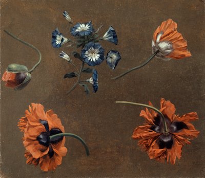 Papaveri e Tradescantia da Unknown artist