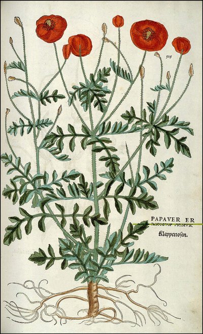 Papavero in 