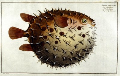 Pesce porcospino dopo Marc Elieser Bloch Ichtyologie Parigi - Berlino - Londra 1787 da Unknown artist