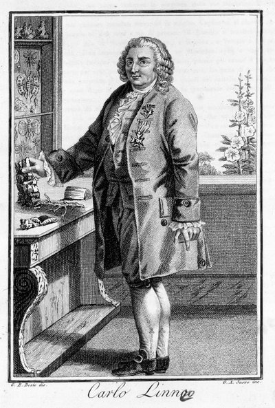 Ritratto di Carl Von Linné, naturalista e scrittore svedese (1707 - 1778). Incisione del XIX secolo da Unknown artist