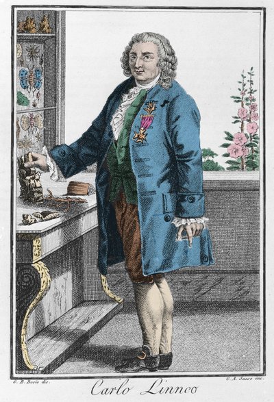 Ritratto di Carlo Linneo (Carl von Linné, Linneo) da Unknown artist