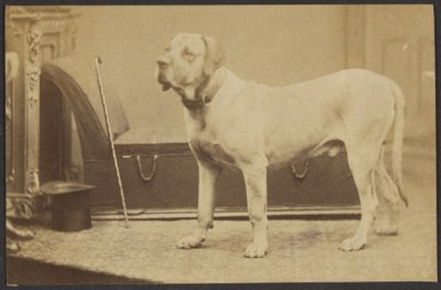 [Ritratto di cane] da Unknown artist