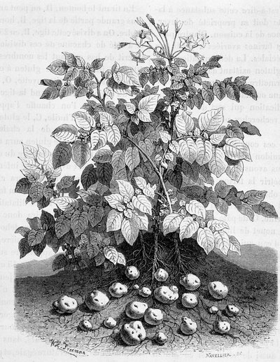 Patate e tuberi amidacei delle sue radici - Fig tree da Unknown artist