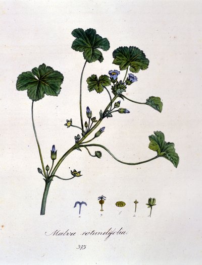 Viola: erba la cui infusione ha effetti calmanti da Unknown artist