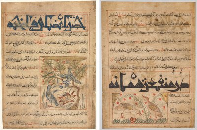 Qualità delle tortore (recto); Sui benefici delle quaglie (verso), da un Manafi