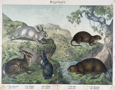 Coniglio, castoro - in "Storia naturale dei mammiferi", ed. Schreiber da Unknown artist