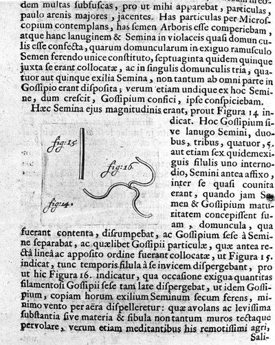 Rappresentazione di un seme di albero da frutto. Descrizione fatta dal commerciante e scienziato olandese Antoine van Leeuwenhoek (1632-1723). Incisione da 