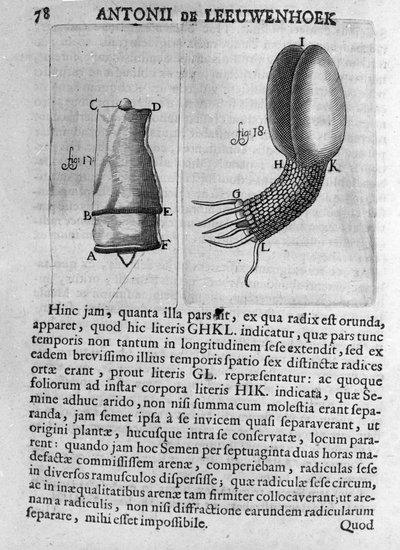 Rappresentazione di un seme di albero da frutto. Studio del commerciante e naturalista olandese Antoine van Leeuwenhoek (1632-1723). Incisione da 
