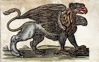 Rappresentazione di un grifone, creatura fantastica metà aquila metà leone. Incisione da un