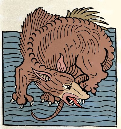 Rappresentazione di un mostro marino. Incisione da "Hortus Sanitatis" da Unknown artist