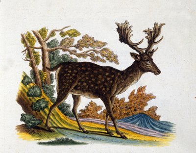 Rappresentazione di una renna. Incisione del XVIII secolo da Unknown artist